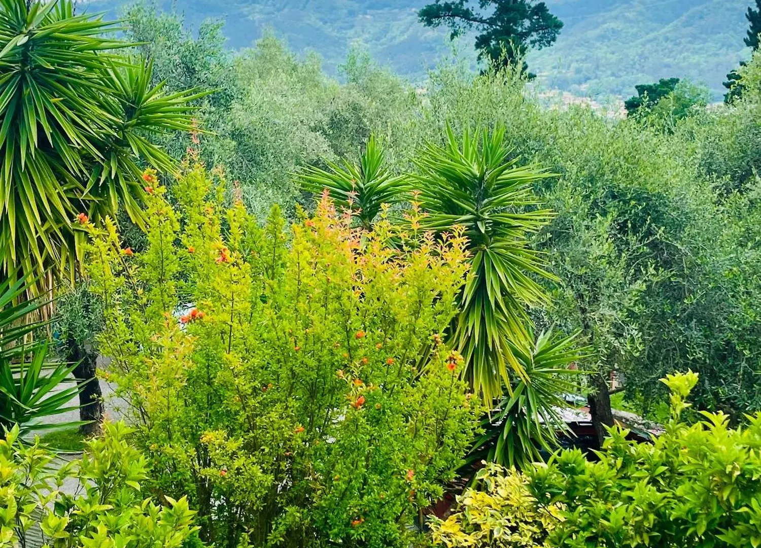 Casa Del Sole Bed & Breakfast Camaiore 0*,